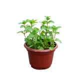 Peppermint