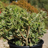Planta de jade