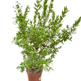 Myrtle