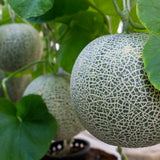 Melón