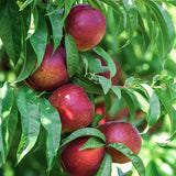 Nectarina