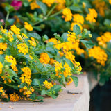 Lantana amarilla
