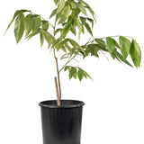 Parkinsonia