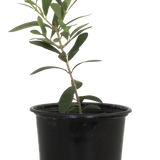 Olive Tree
