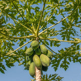 Planta de papaya