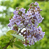 Paulownia - árbol dedalera
