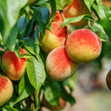 Peach Tree