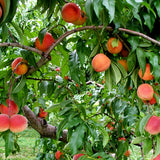 Peach Tree