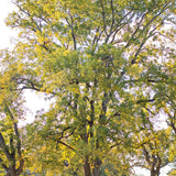 árbol de nuez pecana
