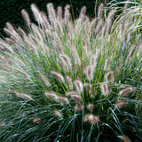 Pennisetum