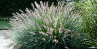 Pennisetum