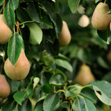 Pear Tree