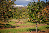 Kaki / Persimmon