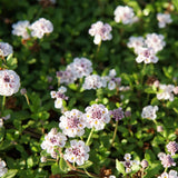 Phyla nodiflora