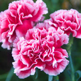 Clavel