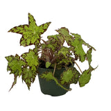 Hybrid Begonia