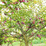 Plum Tree