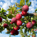 Plum Tree