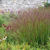 Panicum - Switchgrass