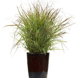 Panicum - Switchgrass
