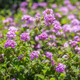 Lantana púrpura