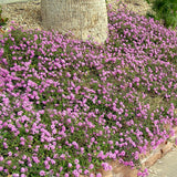 Lantana púrpura