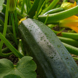 Calabacín