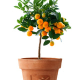 Orange Tree