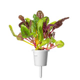 Rainbow Chard