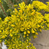 Sedum reflejado