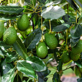 Avocado Tree