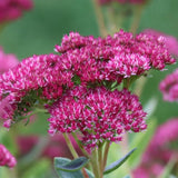 Sedum