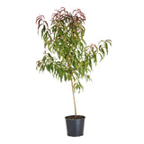 Nectarina