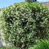 Star Jasmine