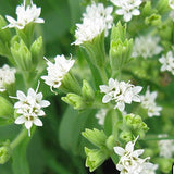 Stevia