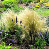 Stipa