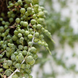String of Pearls