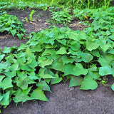 Batata