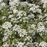 Sweet Alyssum GOI