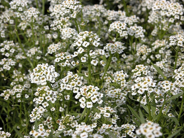Sweet Alyssum GOI