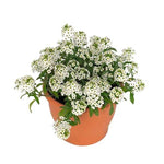 Sweet alyssum GOI