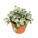 Sweet alyssum GOI