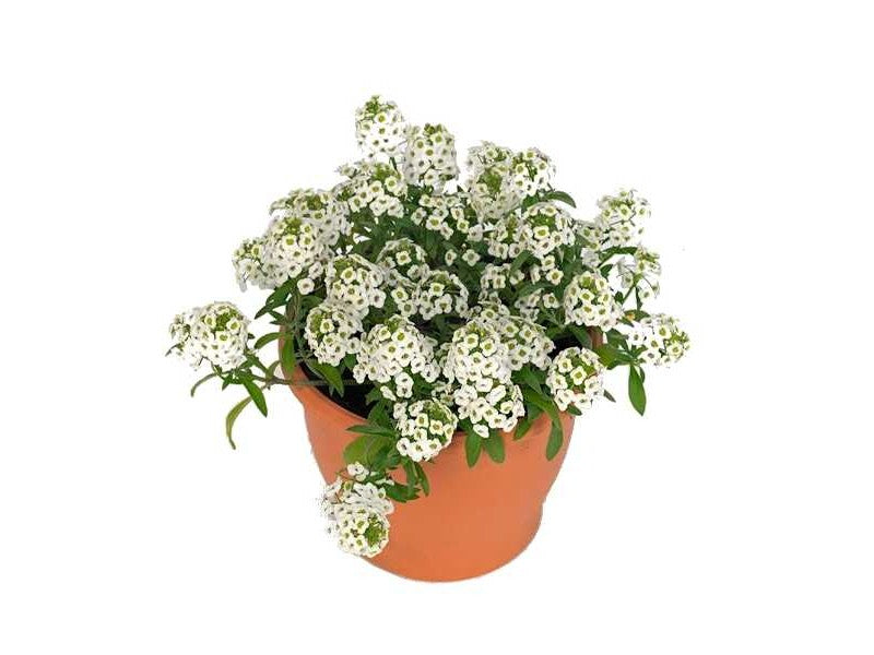 Sweet alyssum GOI