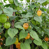 Cape Gooseberry