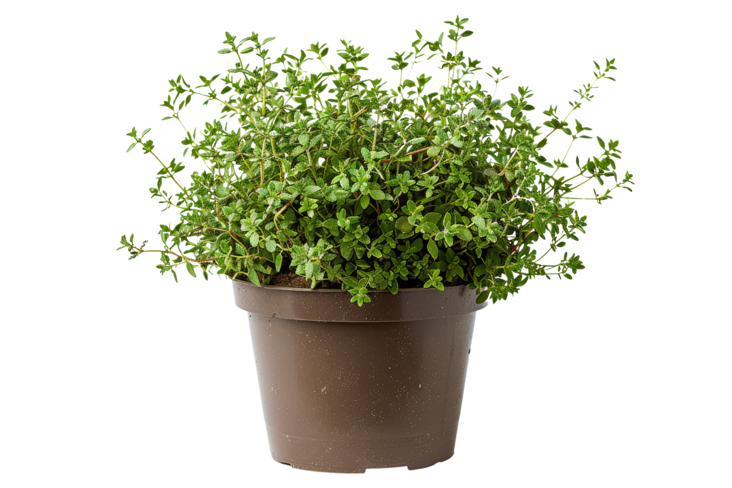 Thyme in pot