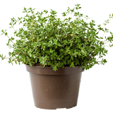 Thyme in pot