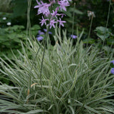 Tulbaghia - Society Garlic