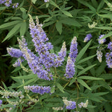 Árbol casto Vitex