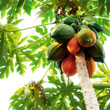 Planta de papaya