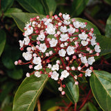 Laurentino - Viburnum tinus